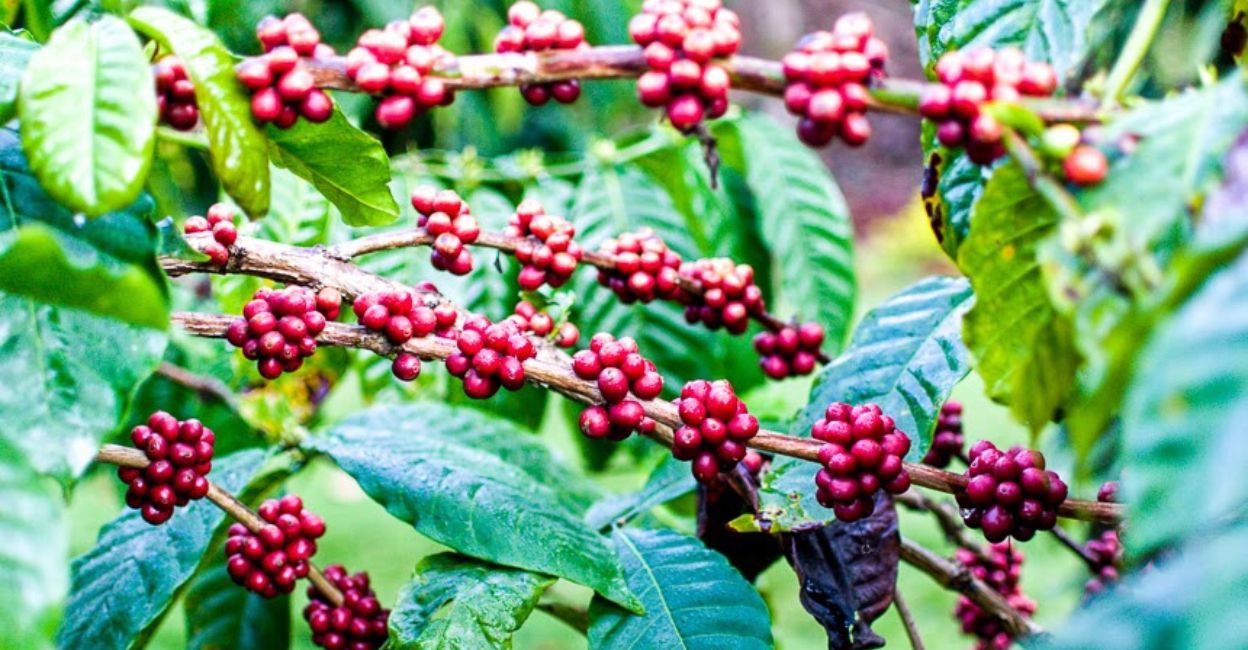  Wayanad Robusta coffee was showcased at the World of Coffee expo held in Wayanad. Photo : Special arrangement